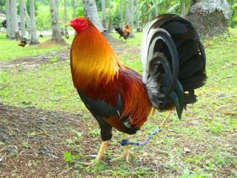Lemon Gamefowl Bloodline Profile and Fighting Style.